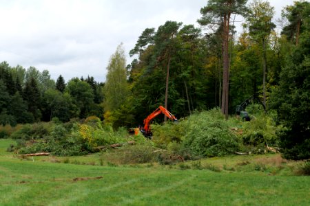 Tree cutting at Maulbach forest 2020-10-05 05