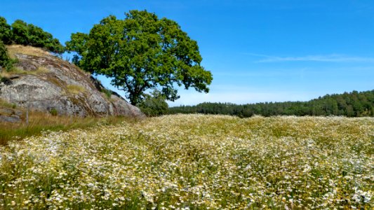 Tree and wheat field in Röe 6 photo