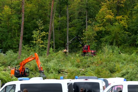Tree cutting at Maulbach forest 2020-10-05 17