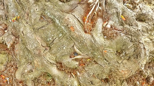 Tree detail 01 - Arlington, MA