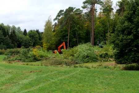 Tree cutting at Maulbach forest 2020-10-05 01