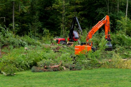 Tree cutting at Maulbach forest 2020-10-05 34