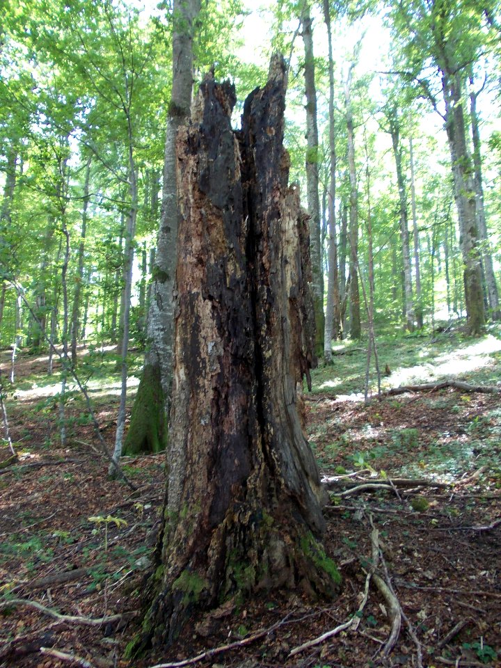 Trdina Peak Primeval forest 02
