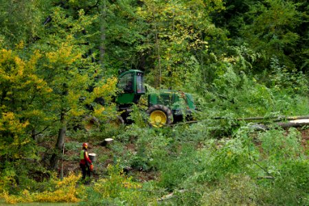 Tree cutting at Maulbach forest 2020-10-05 30