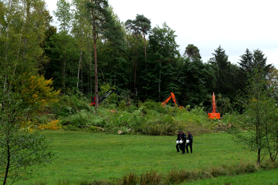 Tree cutting at Maulbach forest 2020-10-05 35