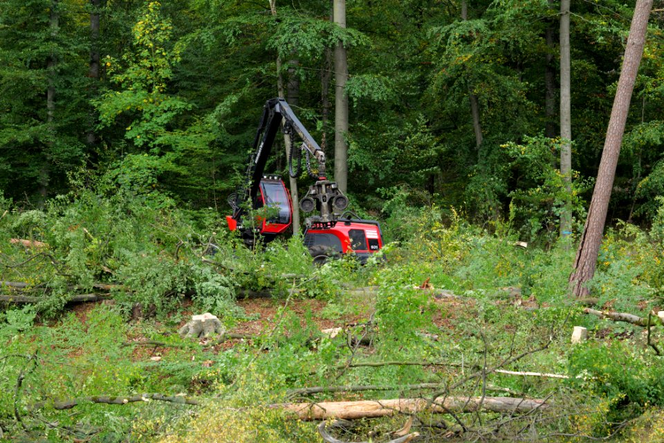 Tree cutting at Maulbach forest 2020-10-05 25