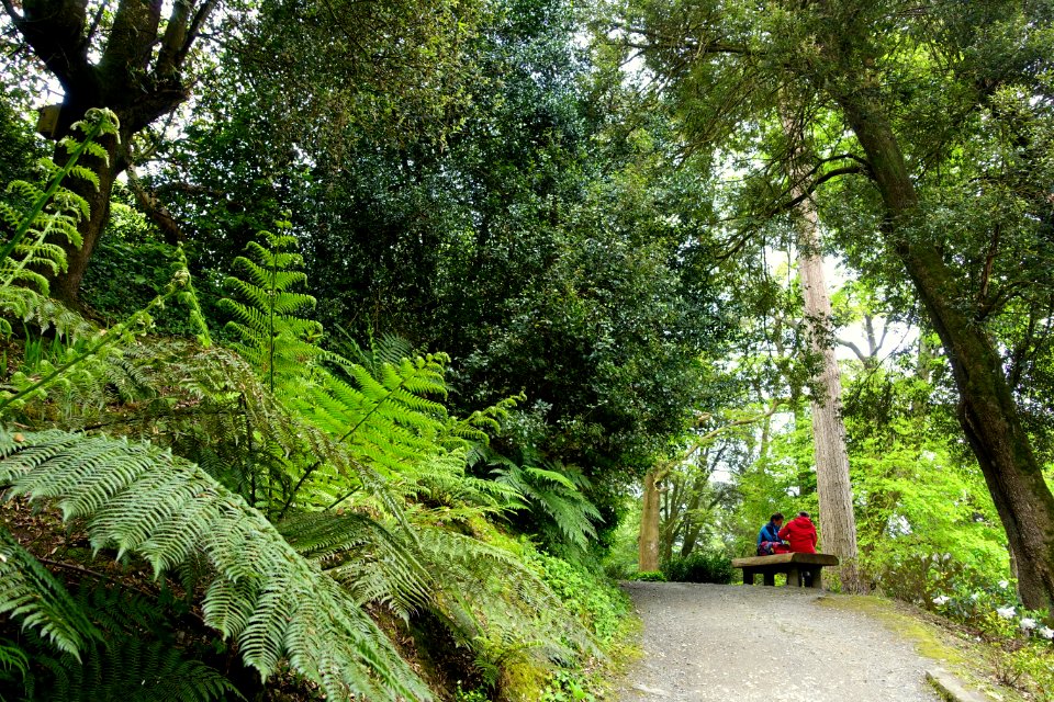 Trebah Garden - Cornwall, England - DSC01342