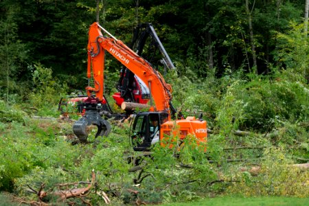 Tree cutting at Maulbach forest 2020-10-05 31