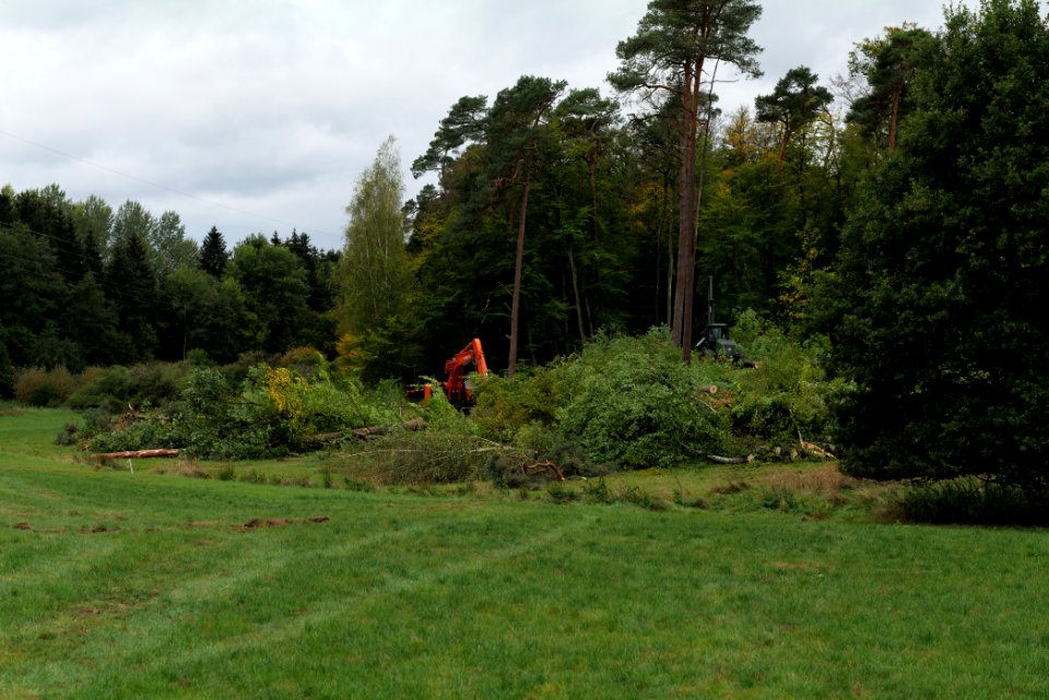 Tree cutting at Maulbach forest 2020-10-05 08