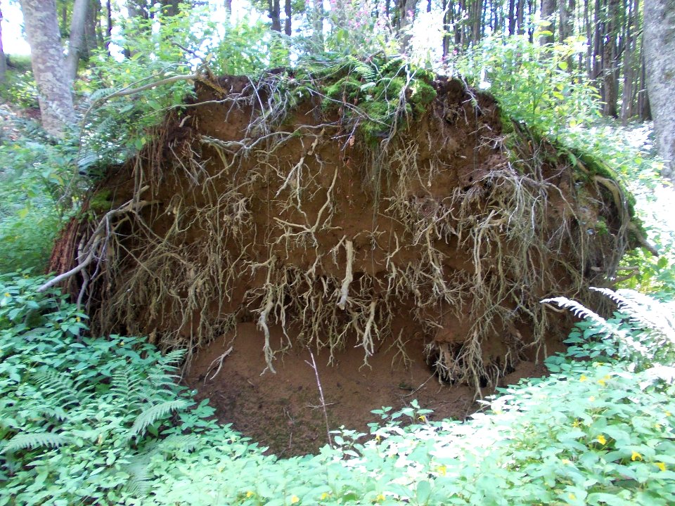 Trdina Peak Primeval forest 06