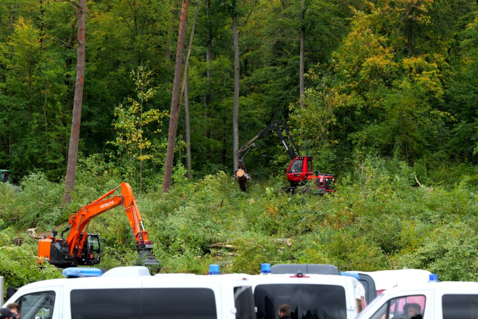 Tree cutting at Maulbach forest 2020-10-05 16
