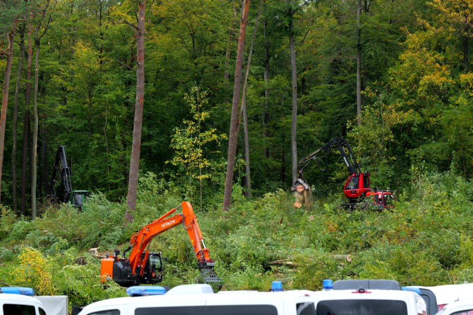 Tree cutting at Maulbach forest 2020-10-05 14