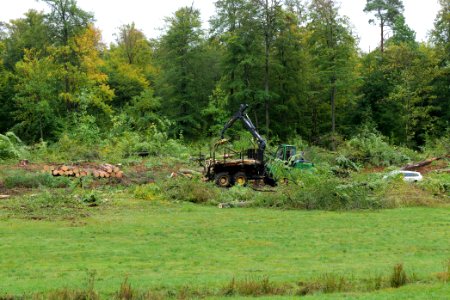 Tree cutting at Maulbach forest 2020-10-06 08