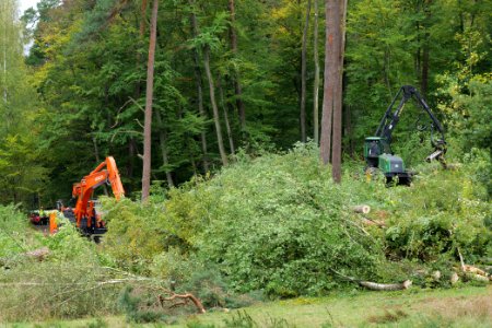 Tree cutting at Maulbach forest 2020-10-05 06