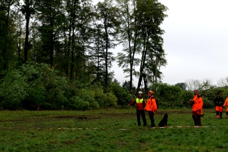 Tree cutting at Maulbach forest 2020-10-06 17