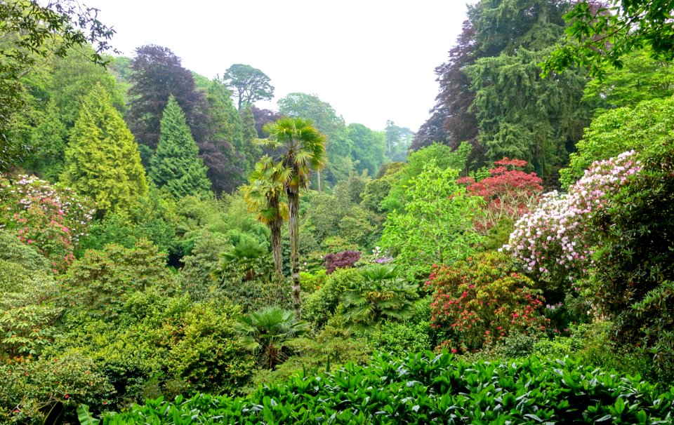 Trebah Garden - Cornwall, England - DSC01712