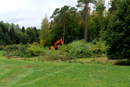 Tree cutting at Maulbach forest 2020-10-05 02