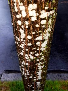 Tree detail - Arlington, MA - 01