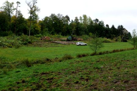 Tree cutting at Maulbach forest 2020-10-06 10