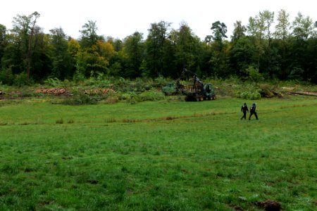 Tree cutting at Maulbach forest 2020-10-06 11