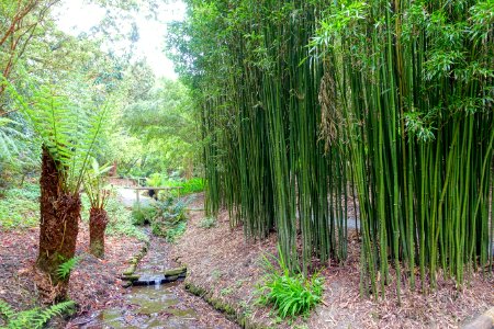 Trebah Garden - Cornwall, England - DSC01637