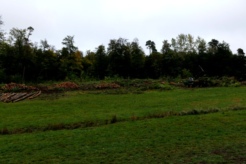 Tree cutting at Maulbach forest 2020-10-06 21