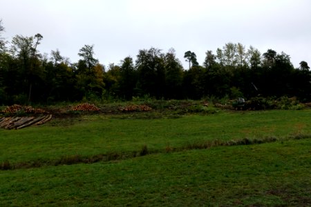 Tree cutting at Maulbach forest 2020-10-06 21