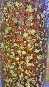 Tree bark detail 01 - Arlington, MA