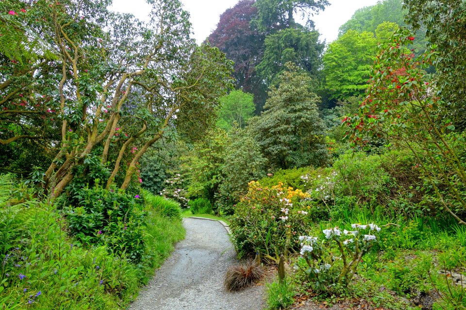 Trebah Garden - Cornwall, England - DSC01371