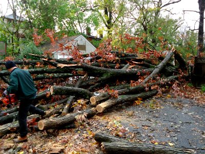 Tree fell during Hurricane Sandy in NJ