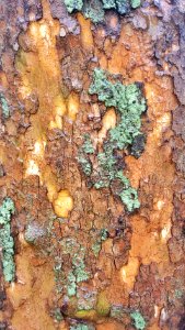 Tree bark detail 02 - Arlington, MA