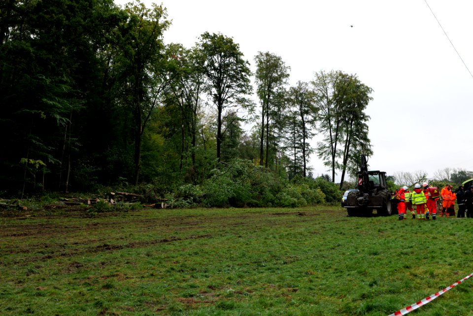 Tree cutting at Maulbach forest 2020-10-06 20
