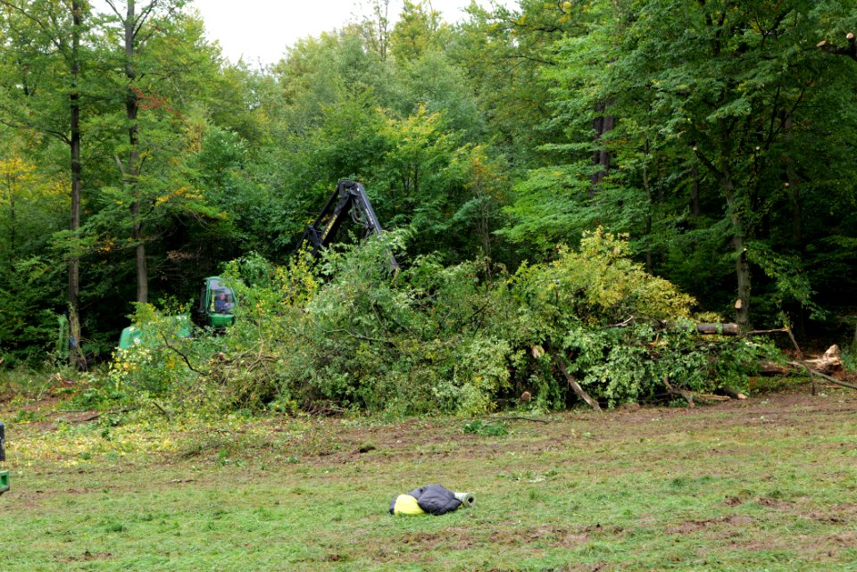 Tree cutting at Maulbach forest 2020-10-06 18