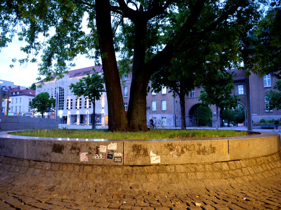 Tree at U Rathaus Spandau 2019-06-16 03