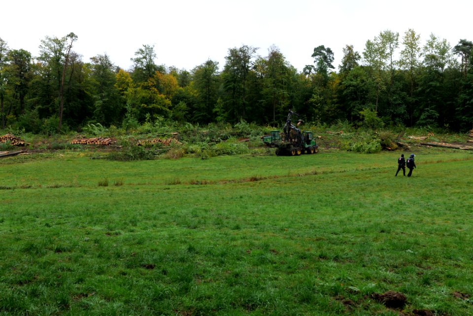 Tree cutting at Maulbach forest 2020-10-06 12