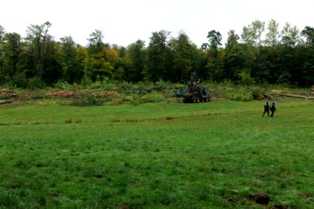 Tree cutting at Maulbach forest 2020-10-06 12