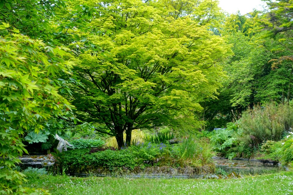 Trewidden Garden - Cornwall, England - DSC02302