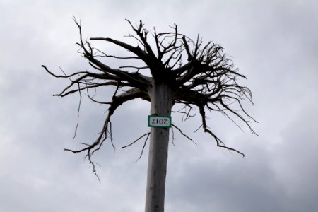 Tree art next to Hornisgrindeturm 2020-03-14 02