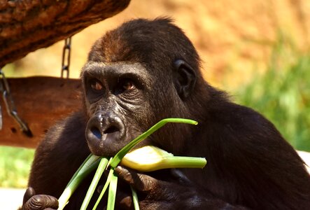 Greedy funny zoo