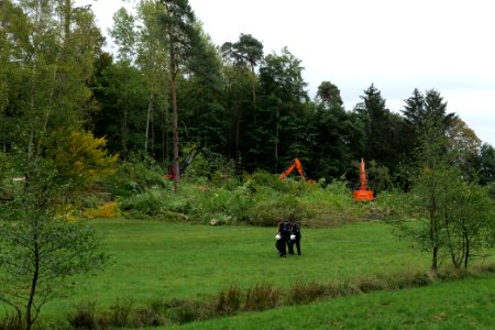 Tree cutting at Maulbach forest 2020-10-05 36