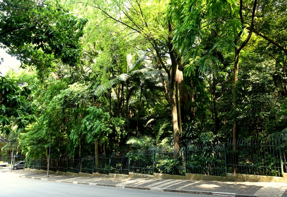 Trianon Park at Alameda Santos - Sao Paulo, Brazil - DSC07446
