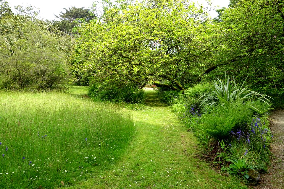 Trewidden Garden - Cornwall, England - DSC02281