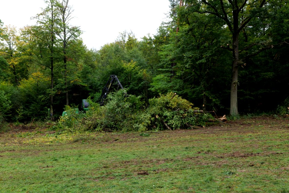 Tree cutting at Maulbach forest 2020-10-06 19