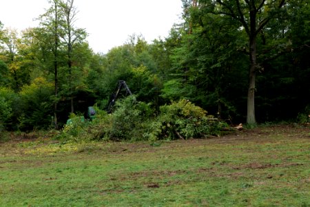 Tree cutting at Maulbach forest 2020-10-06 19