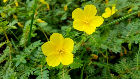 Tribulus terrestris growing on a beach (Philippines) 2