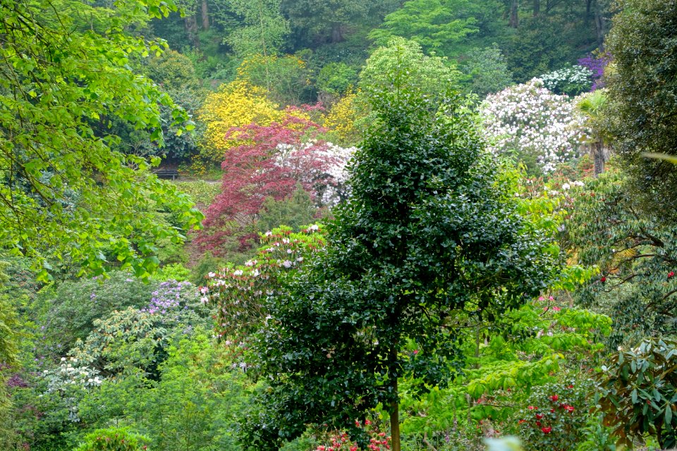 Trebah Garden - Cornwall, England - DSC01296