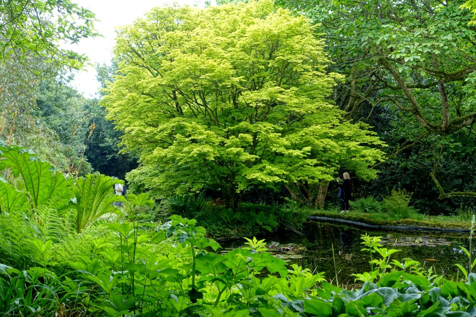 Trewidden Garden - Cornwall, England - DSC02290