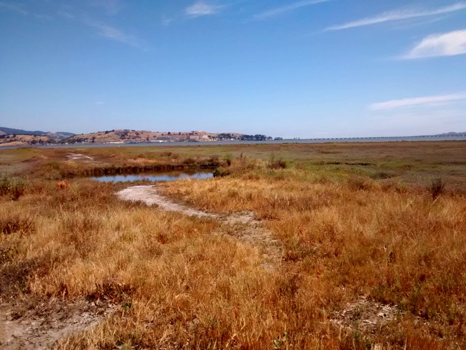 Triangle Marsh in July 2016