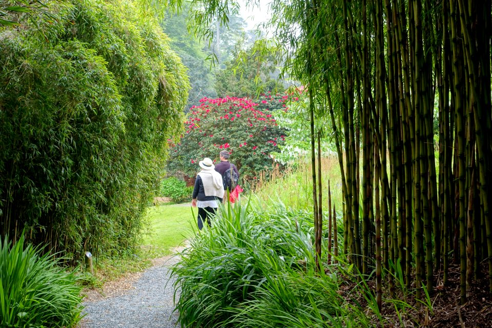 Trebah Garden - Cornwall, England - DSC01650