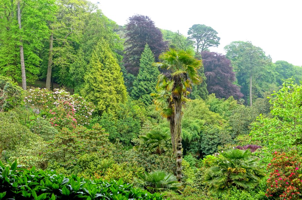 Trebah Garden - Cornwall, England - DSC01705